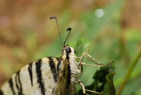 Iphiclides podalirius (4)